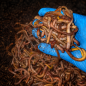 Preview: 500g große Dendrobena Angelwürmer kaufen